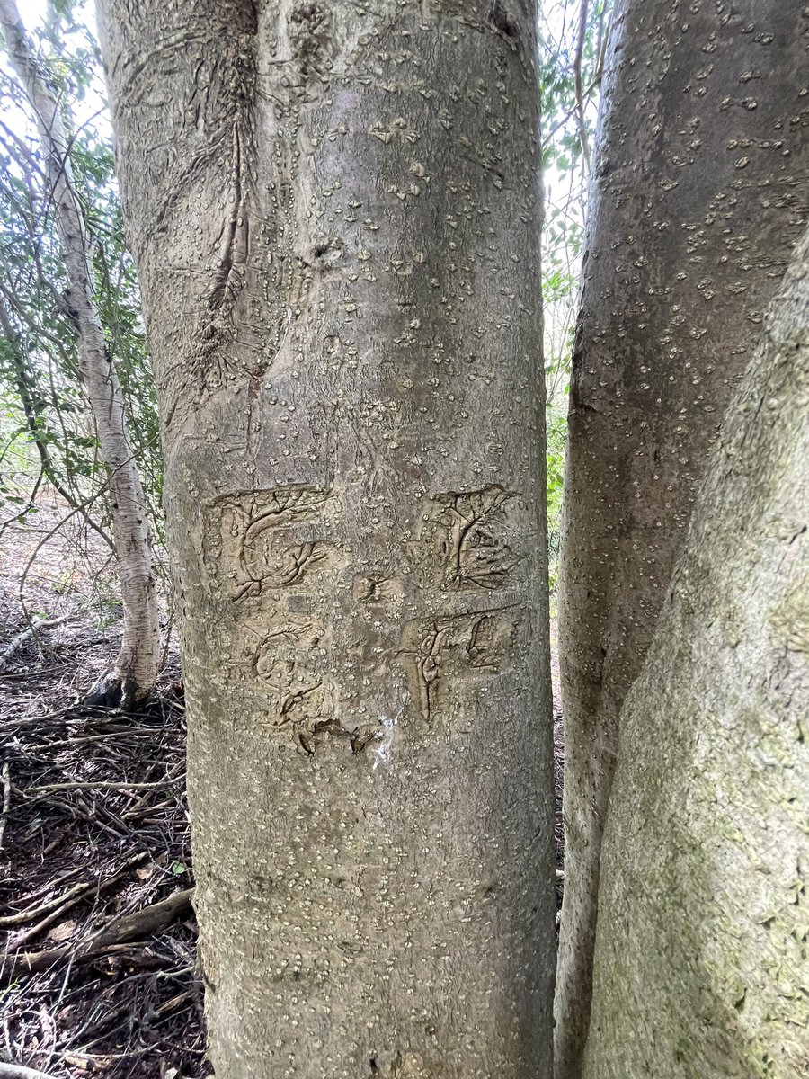 Inspired by a recent tweet from @wildernorfolk, I went back to look at childhood/teen haunts in the woods behind my parents this weekend. The holly tree den is all but gone but for scattered rotten branches that once formed it’s walls, but my brothers initials remain. *thread*