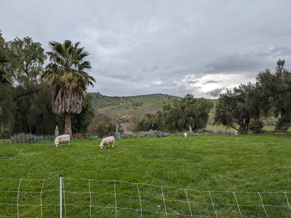 Learned a lot from academics, growers, and producers about holistic management methods at the Regenerative Winegrowing Immersion at <a href="/PaicinesRanch/">Paicines Ranch</a> ! Looking forward to exploring this area more in the future 🍇🐑