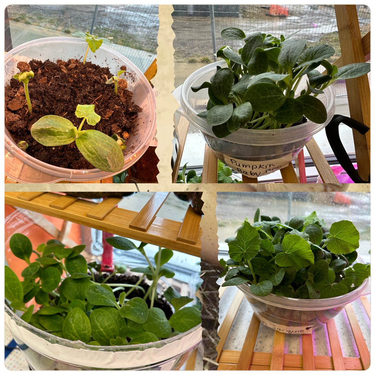 Pumpkin Jack is coming Back! About 12 days ago we had our first sprouts and over break they grew significantly! 9/12 Jacks have grown and we are waiting patiently on our last 3! Cannot wait to plant our pumpkin patch again this year🌱🌱 #KinderSTEM  #IowaSTEM  #AginTheClassroom