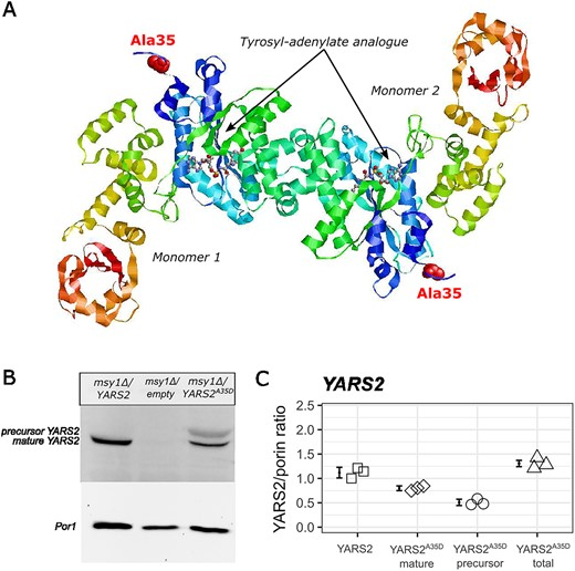 Functional characterization of archaic-specific variants in mitonuclear genes: insights from comparative analysis in S. cerevisiae doi.org/10.1093/hmg/dd…