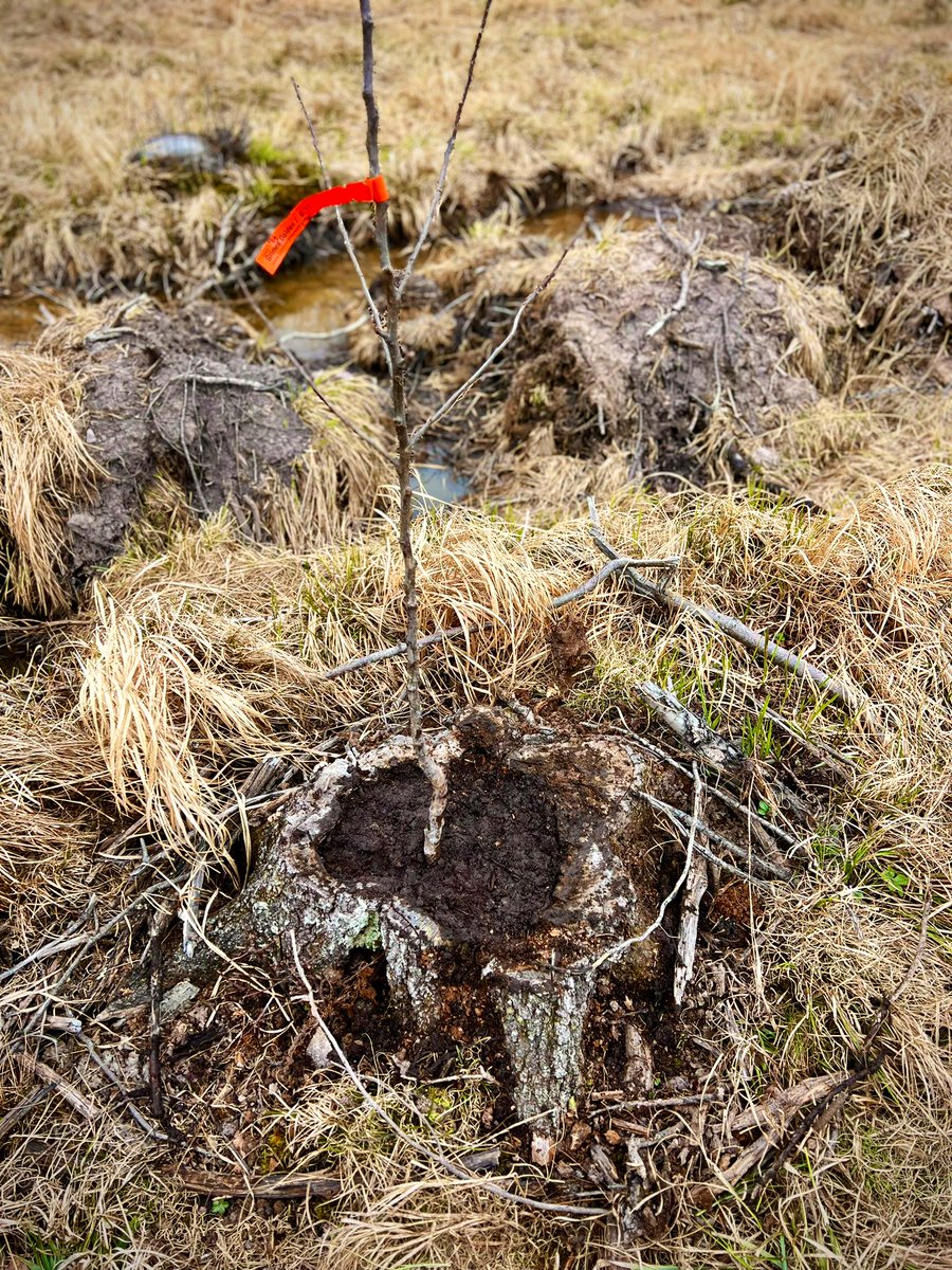 The Last Farm tweet media