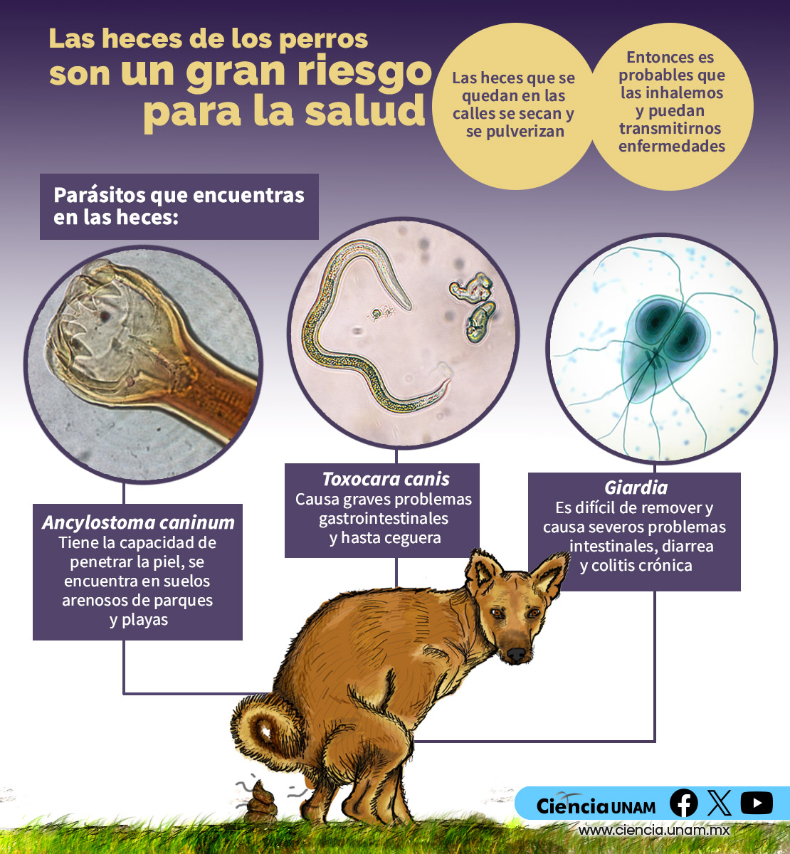 Los ancilostómidos más comunes del perro y el gato incluyen las especies de  los géneros Ancylostoma y Uncinaria stenocephala. Ancylostoma spp tiene  cápsula bucal con dientes afilados, mientras que Uncinaria spp tiene, image size:1110x1200