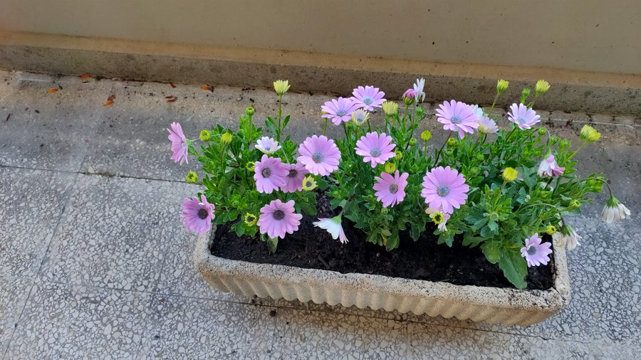 Pascua:  vida primaveral que nos regenera