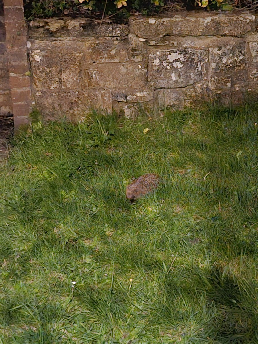 izzyf97's tweet photo. After months of not seeing our resident 🦔... this evening he has made his resurrection from Hibernation! #hedgehogs #Hibernation #EasterMiracle @SussexWildlife https://t.co/Jwg4INfRcx