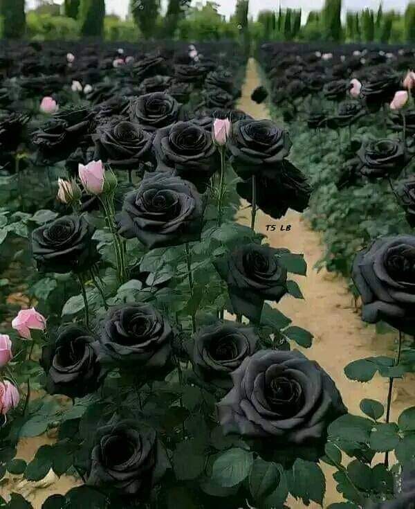 Embora rosas negras sejam raras, elas existem. São flores que podem ser encontradas em regiões especificas, como a Turquia, onde o solo e a água contam com um PH mais alto Elas nascem com a coloração vermelha e vão escurecendo com o tempo. #TercaLiberdadeNoSDV #NaturalBeauty