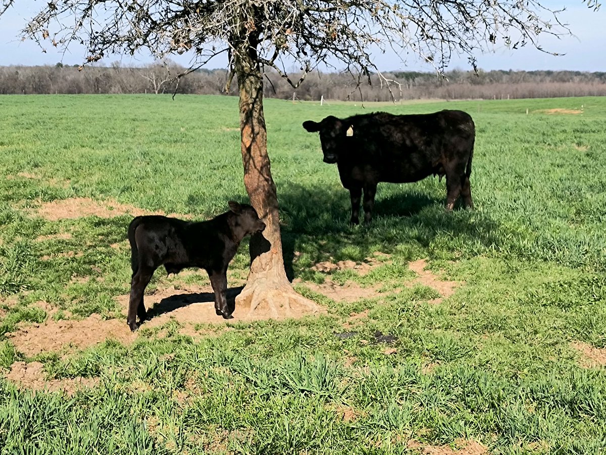 Calves showed better weight gain when dewormed in an @AginArk study at the Southwest Research and Extension Center. Read more about it at aaes.uada.edu/news/calf-dewo… @animalscienceua @AgisAmerica #ARBeef #ARCattle #SouthernAgResearch