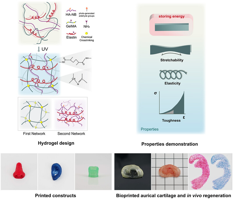 AggregateOA's tweet image. Early View💡
"Extrusion #bioprinting of elastin-containing bioactive double-network tough #hydrogels for complex elastic tissue regeneration" by Xia Liu &amp;amp; Haiyue Jiang et al. @WileyBiomedical #elastin #TissueRegenration

Check👉doi.org/10.1002/agt2.4…