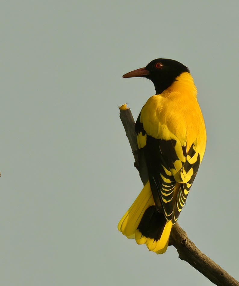 'Each hue in nature, a masterpiece of its own.' Black-hooded oriole- #TwitterNatureCommunity #IndiAves #NaturePhotography #BBCWildlifePOTD #NatureBeauty #BirdsOfTwitter #Birds2024