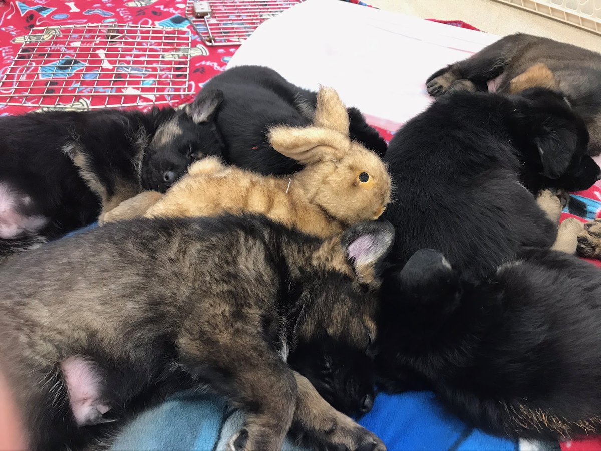 These hoomans told us they're doing guide rabbits too... they almost bamboozled us until we realized it's April Fool's Day!!! VD: 6-week-old pups sleeping and snuggling with a stuffed animal rabbit.