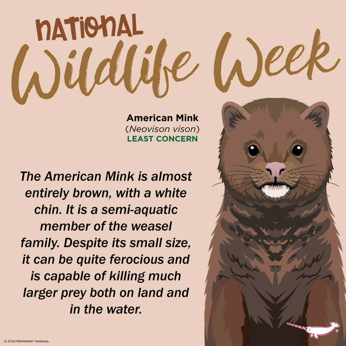 #NationalWildlifeWeek #AmericanMink #American #Animal #EnamelPins peppermintnarwhal.com/s/search?q=nor… & for more cool stuff, Shop #PeppermintNarwhal peppermintnarwhal.com #NationalWildlife #Mink #AmericanWildlifeWeek #AmericanWildlife