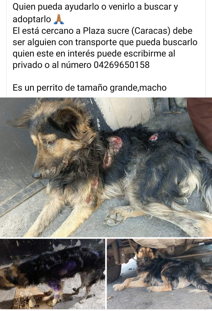 Por favor amigos ayudemos a difundir para q llegue la AYUDA q necesita este pequeño. Hay personas que le dan su mano pero está en la calle corriendo peligro cerca de Plaza Sucre-Caracas. Además debe tratarse la lesión de piel. Para más información comunícate al número publicado