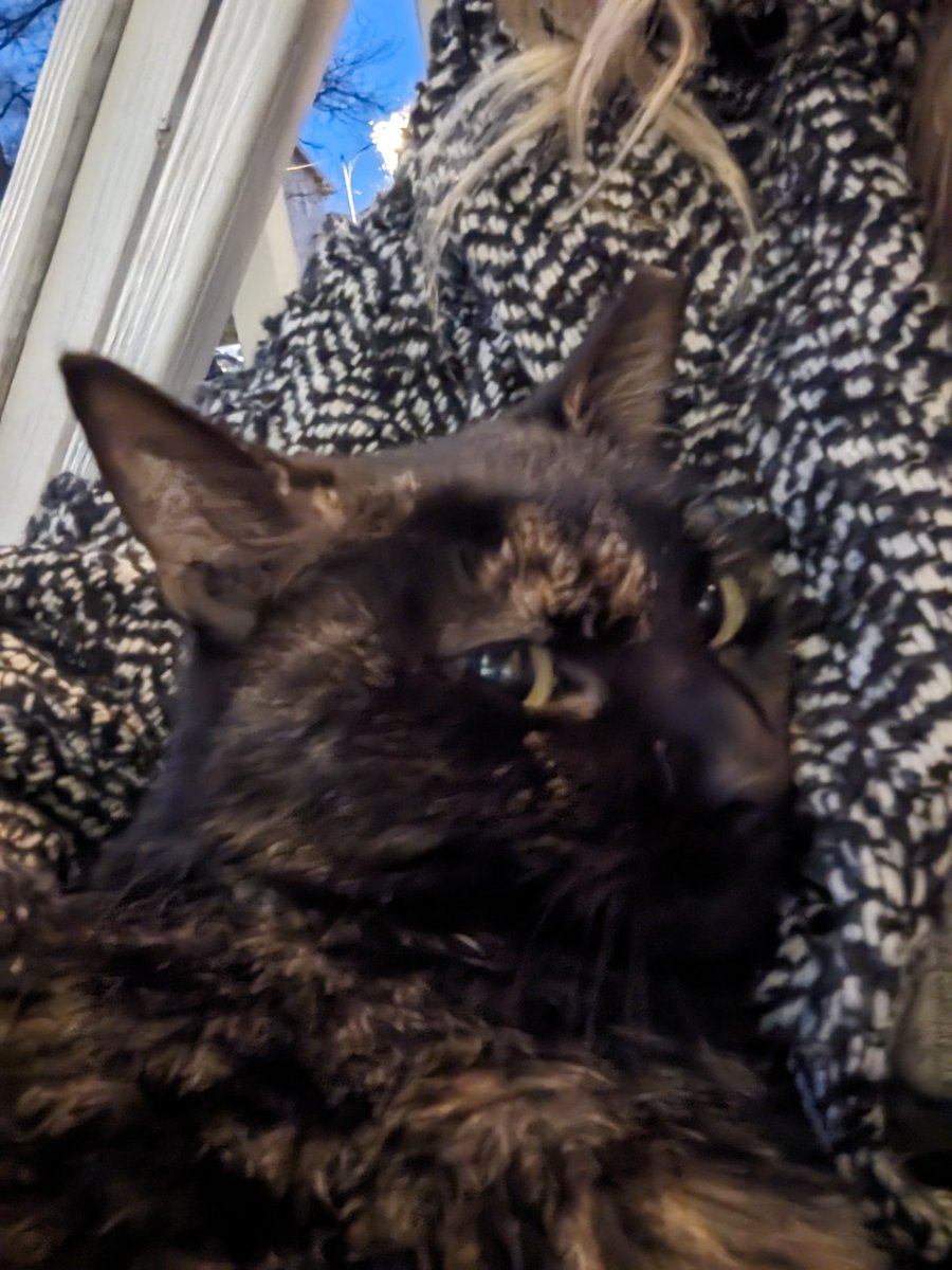 This is Robinette she is probably a year old, fixed, and she just wants to snuggle with you please adopt her our house is full and she needs a loving home
