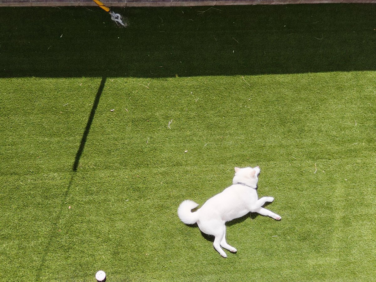 庭に白い犬が落ちてます
