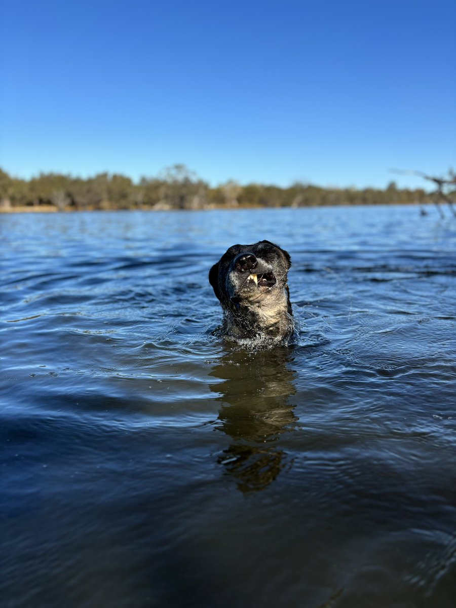 CaninePolice tweet picture