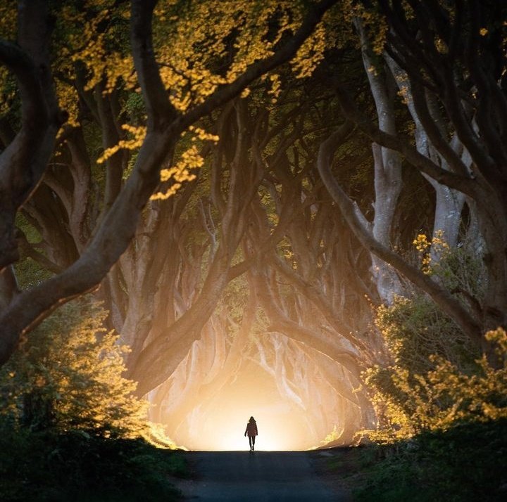 The mysterious Dark Hedges in Northern Ireland.