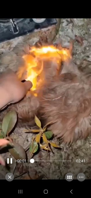PhaedraXTeddy's tweet photo. #China! @MFA_China save these poodles why won't you? https://t.co/XTE2J0jdnH