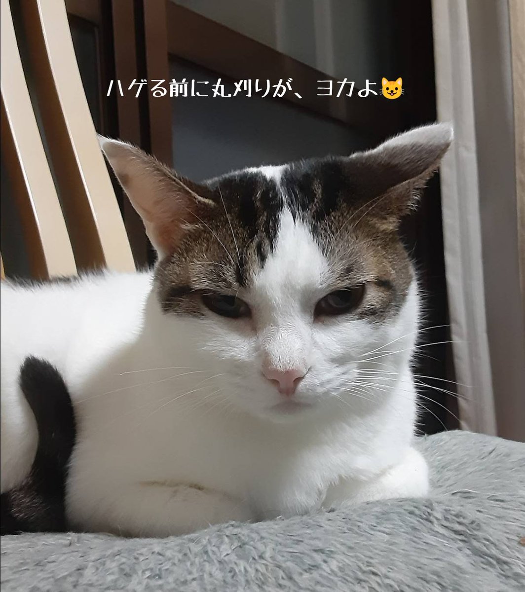 ImamaNor's tweet photo. @hamaitachi ハマ❤。ハゲる前に丸刈りが、ヨカ🎉❗（by ミーミ���） https://t.co/lSOg2tgTq2