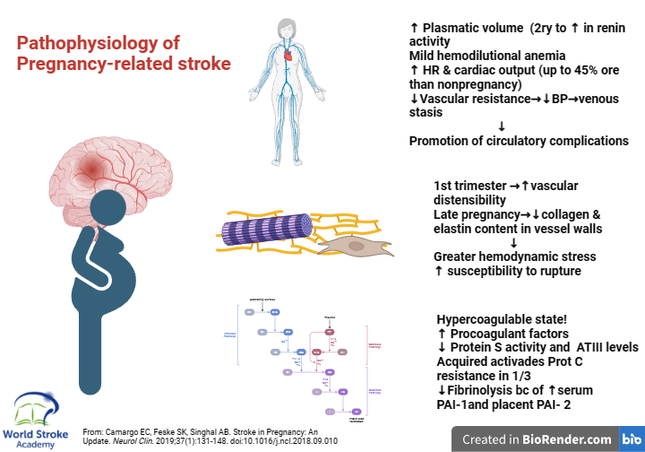 World Stroke Academy tweet media