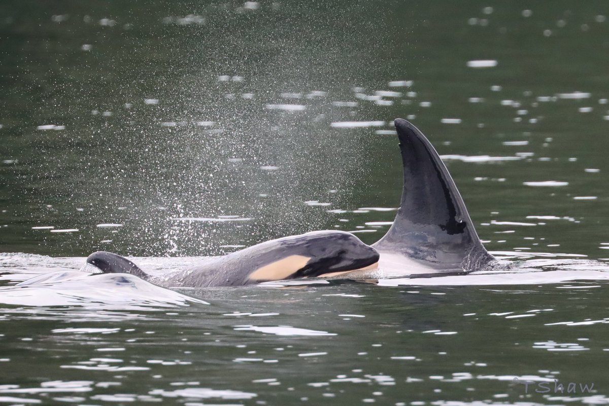 In winter 2024 we welcomed 8 new calves into the coastal Bigg’s killer whale population including T086A5 pictured here with Mum. Find the full population update at baycetology.org/population-upd…