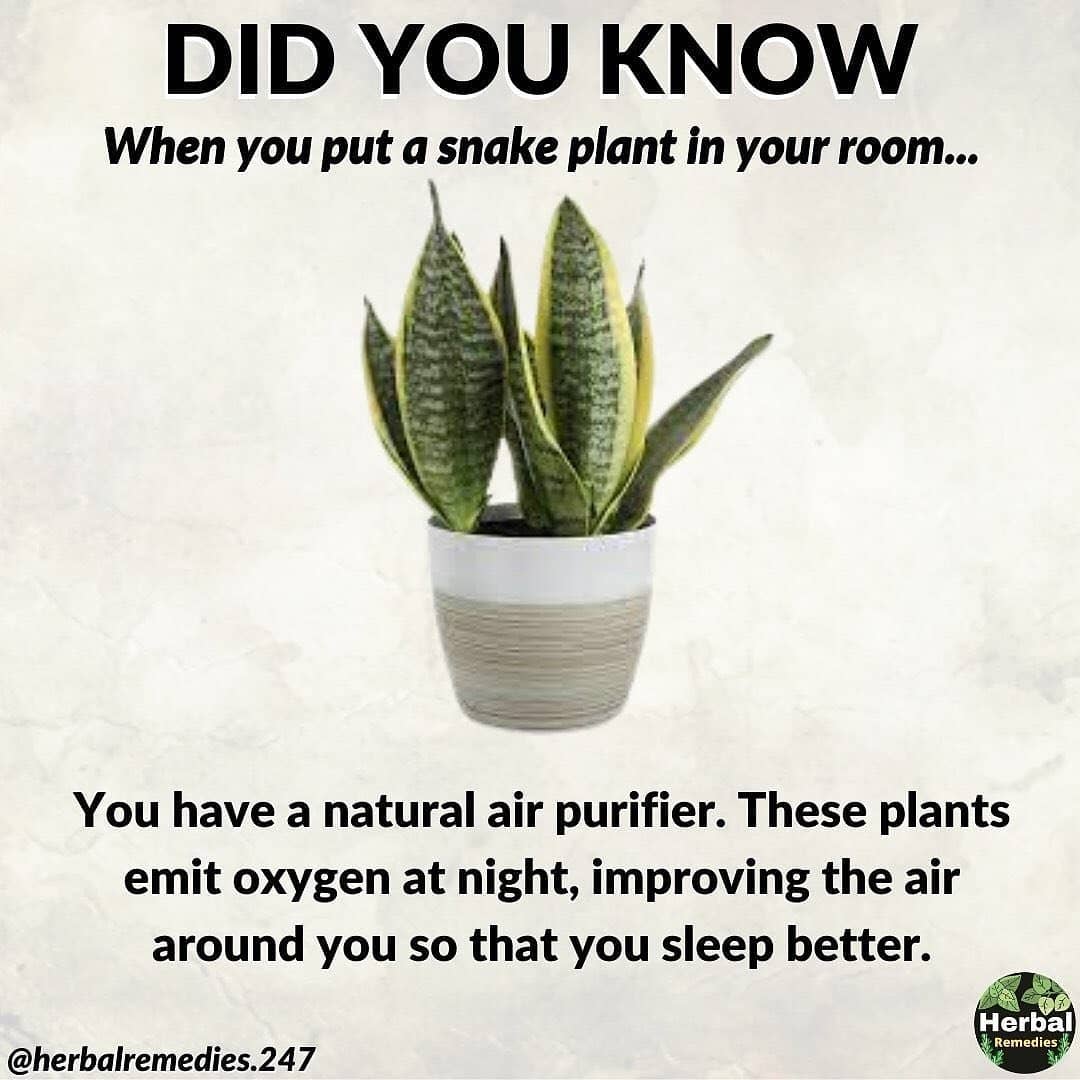 dokter🥭Mangga 🇮🇩🍵🍷🎨 (@irsol1550) on Twitter photo 