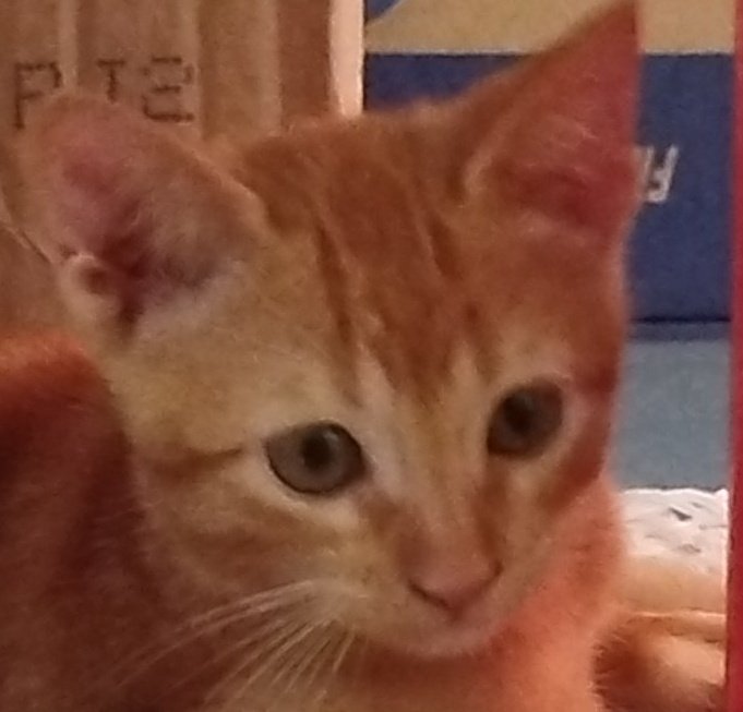 to com uns pensamentos ruim   so resolve com um tiro na testa