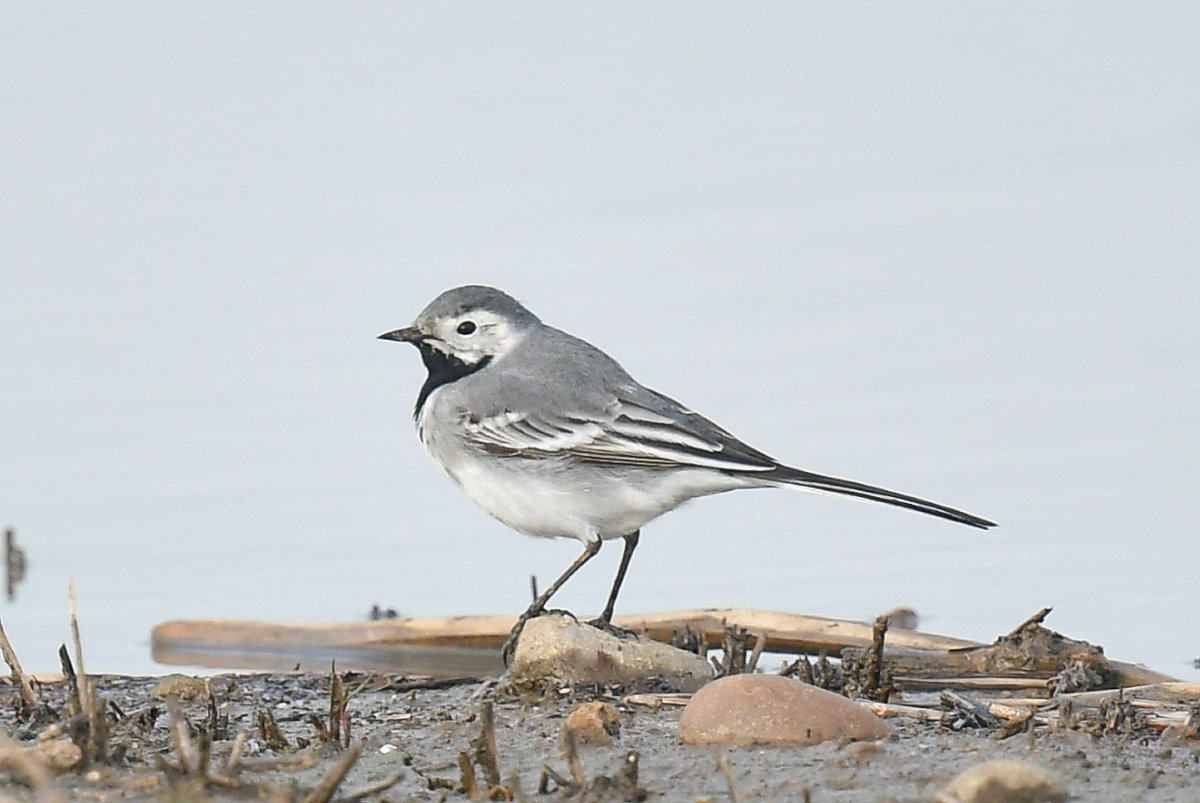 First White Wagtail of the year for the farm this afternoon, With this 1st summer female type individual @FlamboroughBird @BirdTrack