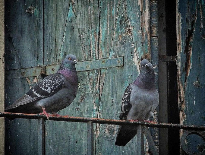 a_london_pigeon's tweet image. 📷  Paolo Martini #Venice  #October2020