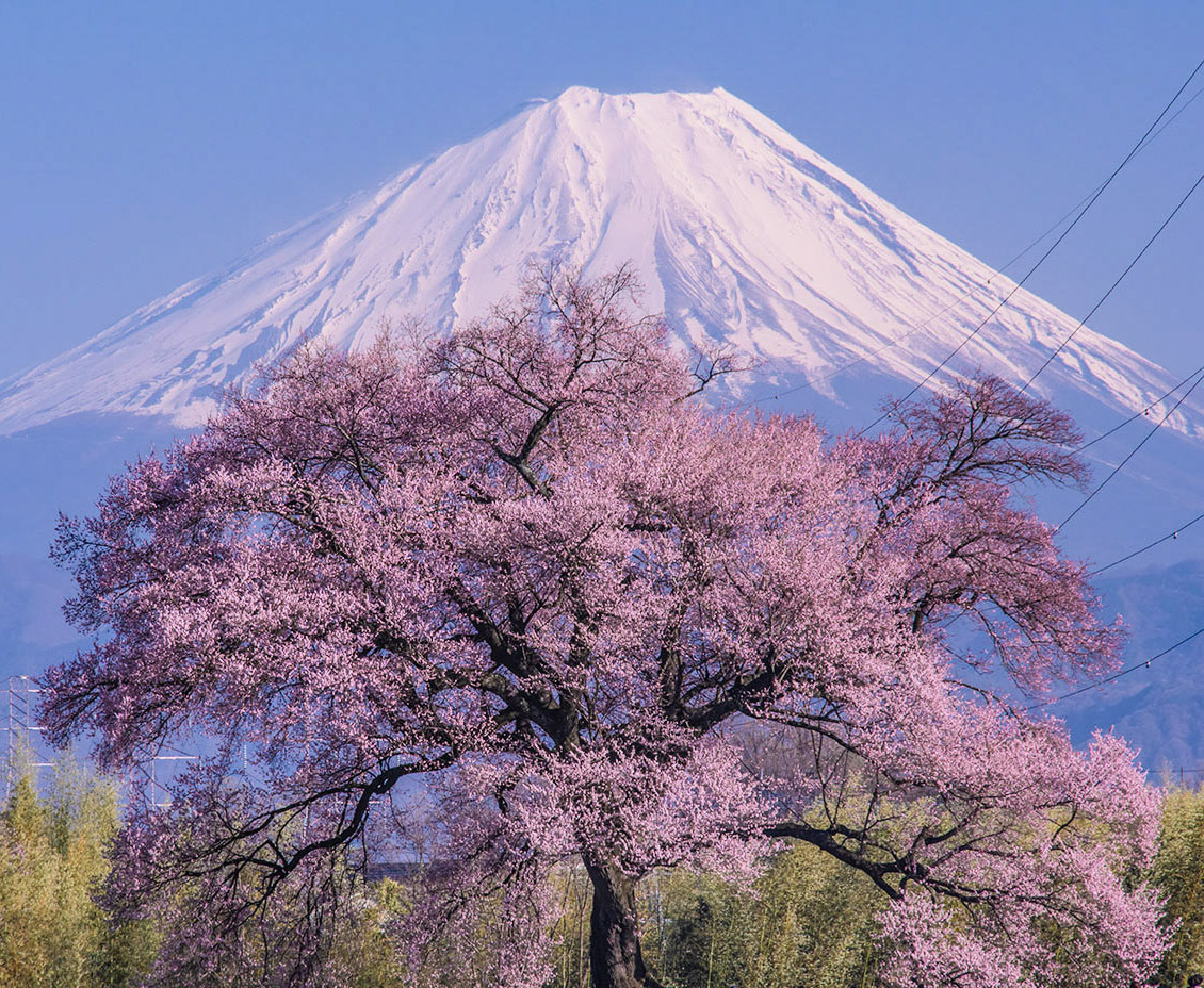 桜の上雄大に 韮崎市で昨日撮影 #富士山　#桜　#mtfuji