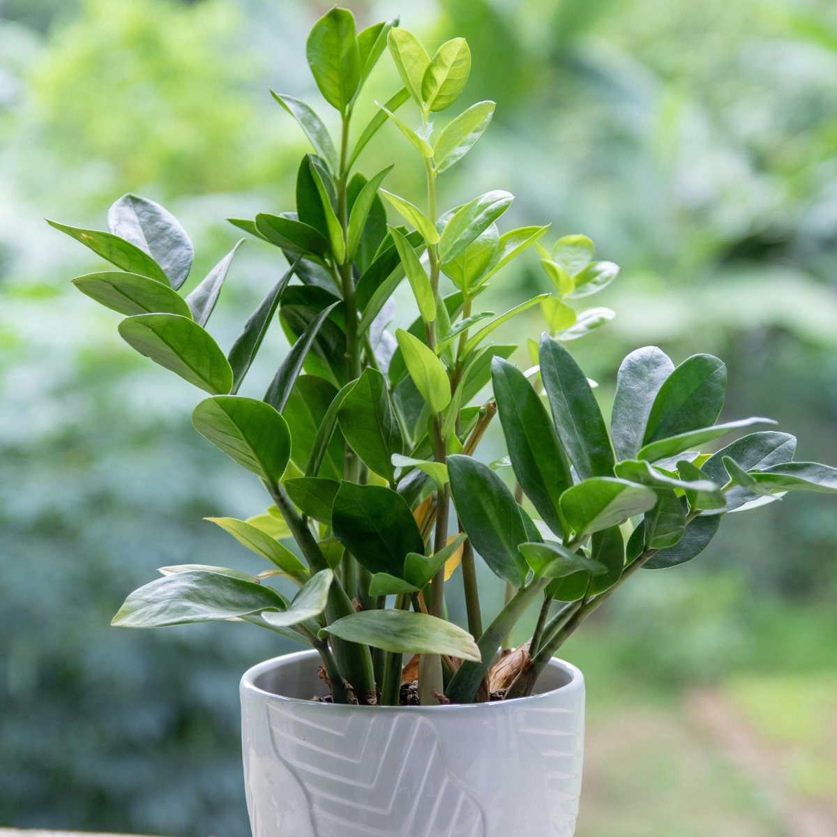 PetalPursuits's tweet photo. Meet the ultimate low-maintenance superhero! We're diving into everything you need to know about the super resilient ZZ Plant. Care tips, fun facts... even why it's the perfect "forgetful waterer" plant. Stay tuned! #ZZplant #petalpursuits #houseplantcare #plantparenthood https://t.co/SYqeihpczd