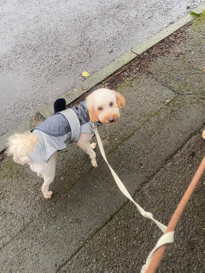 The_Animal_Team's tweet photo. 💥 MISSING SINCE 31/3/24 💥 This mom and daughter went #missing on the South Downs at #Firle near #Lewes #BN8 area, #EastSussex  Mini &amp; Lola. #Cockerpoos Both chipped. ❌ PLEASE DO NOT CHASE ❌ https://t.co/HosvKP4jIN #MissingDogs #LostDogs #DogsOfTwitter https://t.co/ie6qS36D83