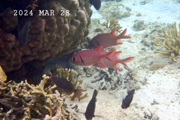 『アカマツカサ(赤松笠)bigeyed soldierfish みんたまあかいゆ』
イットウダイ科
奄美大島以南のサンゴ礁に生息
岩穴や洞窟で群れる
夜行性
体長15㎝

浅瀬にいるのは若魚
スクーバーでは洞窟行かないから、スノーケリングで観察です

#沖縄 #ダイビング #スノーケリング #TLを魚でいっぱいにしよう