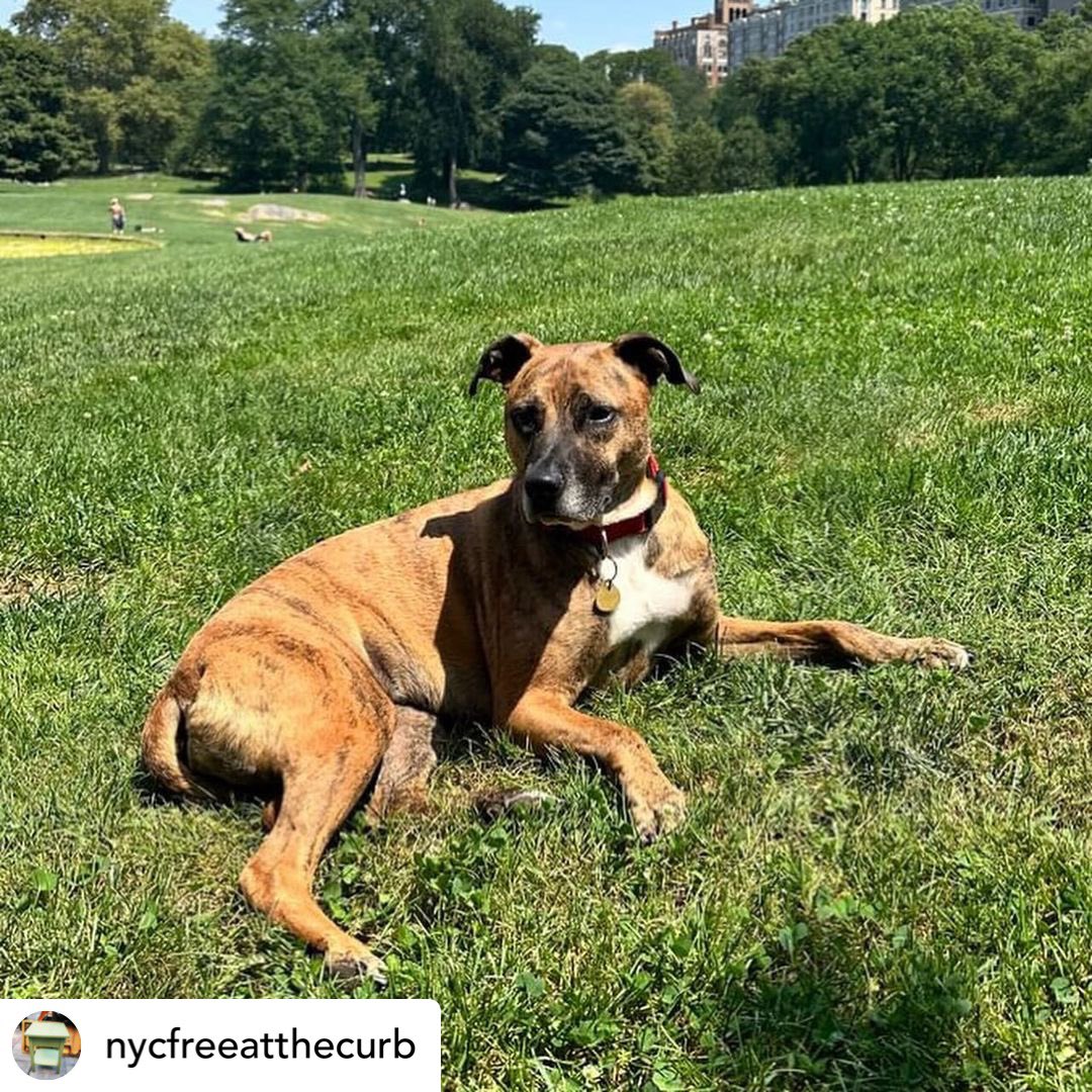 Posted <a href="/withregram/">Repost app</a> • @nycfreeatthecurb Please help!Maggie slipped her leash in Central Park, and was seen bolting down 96 just past Park Ave. She's shy, sweet and scared!Please look out for her! If you find her, please dm @sophiekligler ASAP! **PLEASE RETWEET**