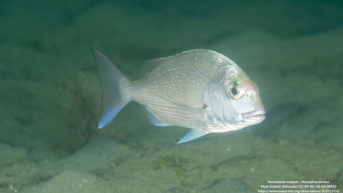 NEW STUDY: Post-release mortality of line-caught snapper, Chrysophrys auratus, depends on hook site and capture depth Maggs et al. investigated the factors influencing post-release mortality (PRM) in snapper resulting from recreational fishing practices. doi.org/10.1111/fme.12…