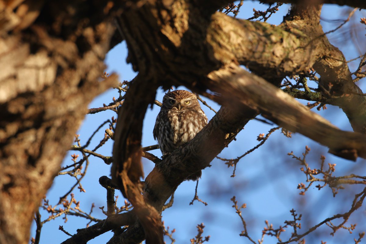 A day that started well and ended well, Little Owl in the SUNSHINE!!! South Shropshire this evening @BTO_Shropshire @sosbirding @soscountyrec