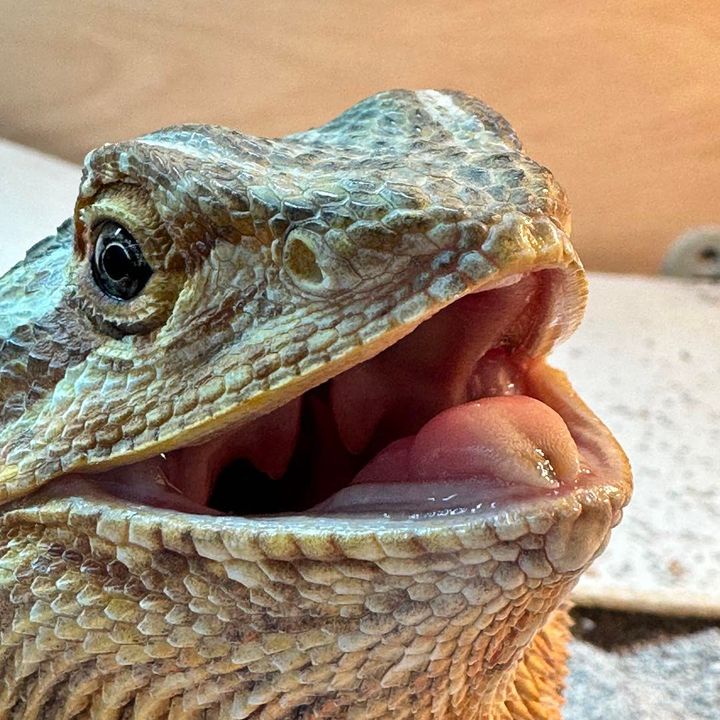 We survived another year of April Fools posts. Post your favourites in the comments! This is Charlie having the last laugh. 🦎 🐉 go.srw.link/T4wsy8