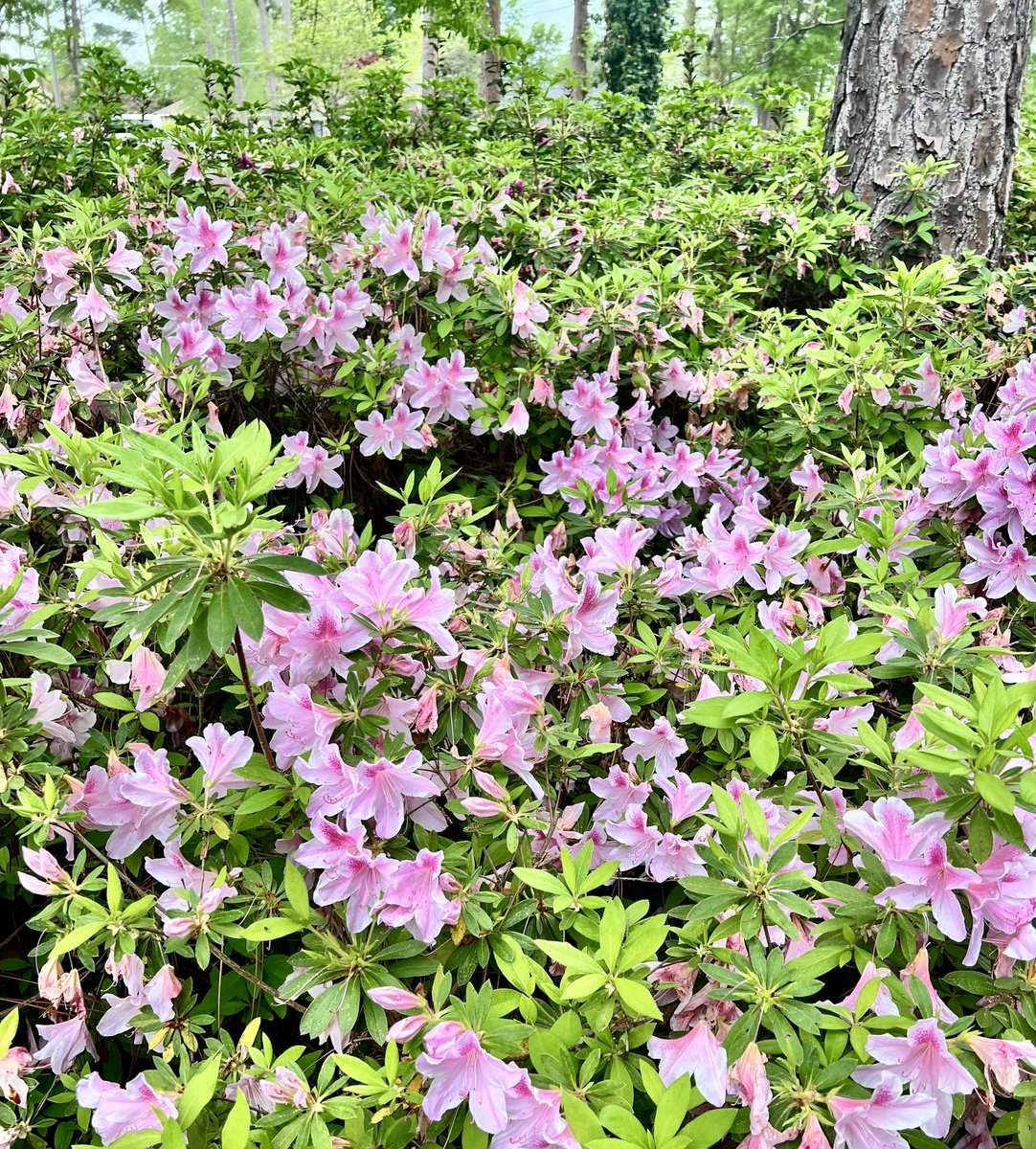 Getting excited for @TheMasters! 🌸 Just one week away! #AmenCorner #GeorgiaGirl