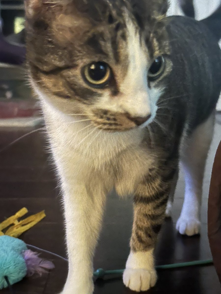 Linkin 💙Annie🌈 tweet media