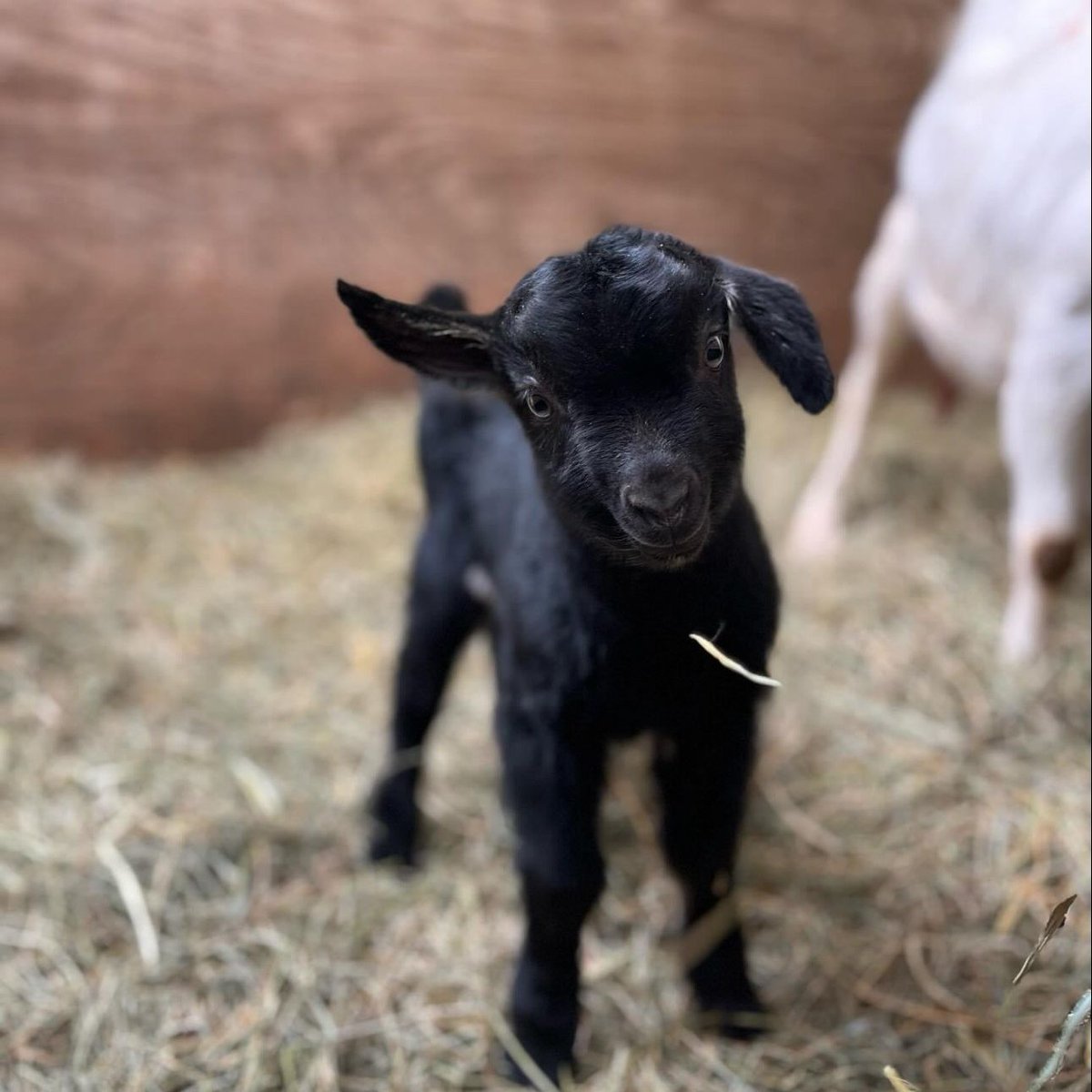 Did you know that holding a baby animal creates dopamine in your brain? Caromont Farms in Albemarle County is offering the perfect solution to help you de-stress.❤️ To cuddle with these cuties, go to caromontcheese.com❤️