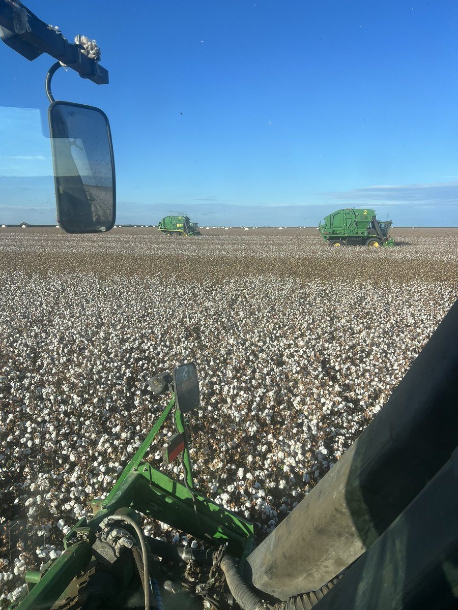 AndrewUphill's tweet image. Decisions decisions, wait for all the leaf to drop or full send looking at the forecast ⛈️! #sendit #pick24 #Cotton #gwydirvalley #aussiecotton