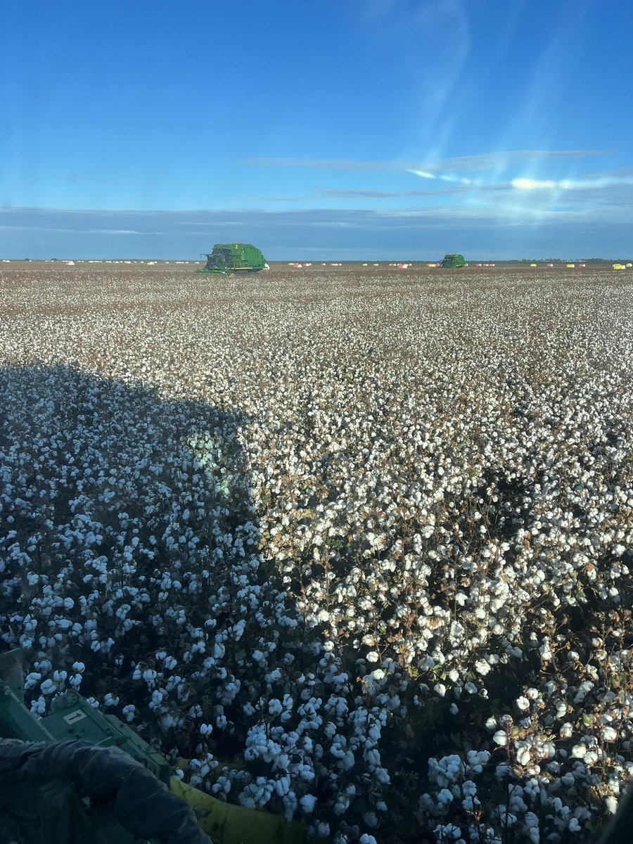 AndrewUphill's tweet image. Decisions decisions, wait for all the leaf to drop or full send looking at the forecast ⛈️! #sendit #pick24 #Cotton #gwydirvalley #aussiecotton