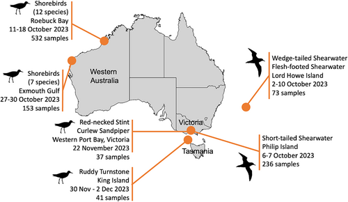 🚨Now published, Aug-Nov is the highest risk period for HPAI introduction to Australia - here a summary of our 'enhanced surveillance' targeting arriving migratory seabirds and shorebirds in 2023. HPAI still absent in Oceania. 👉dx.doi.org/10.1111/irv.13…