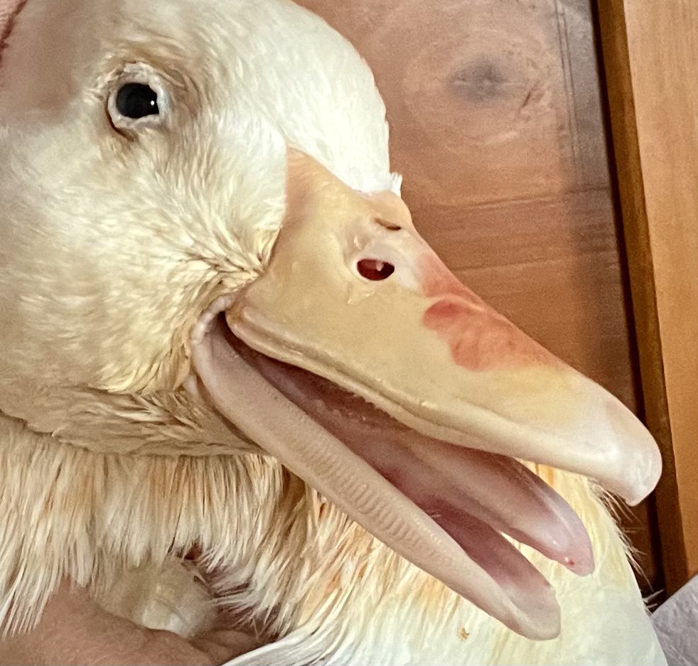 “How did Lorna get lipstick on his beak?” “He has a very kissable beak!” 💋🦆 #DisabledDucks #RescueDucks