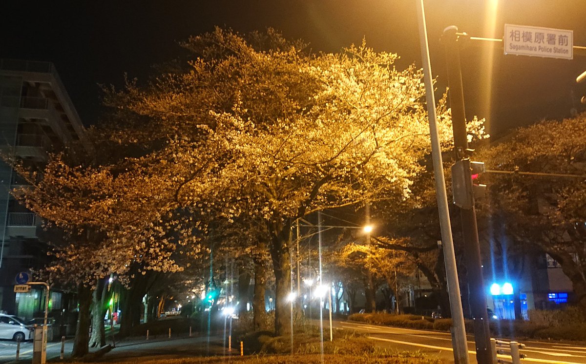 夜の桜並木を見に市役所通りへ🌸
ほぼ見頃の木と大部分蕾の木があったけど、数日もあれば花が相当増えそうな勢い
桜ライトアップは土曜まで予定だけど、もう少し延長しそうな気がする✨
#相模原市 #相模原市役所通り #桜
