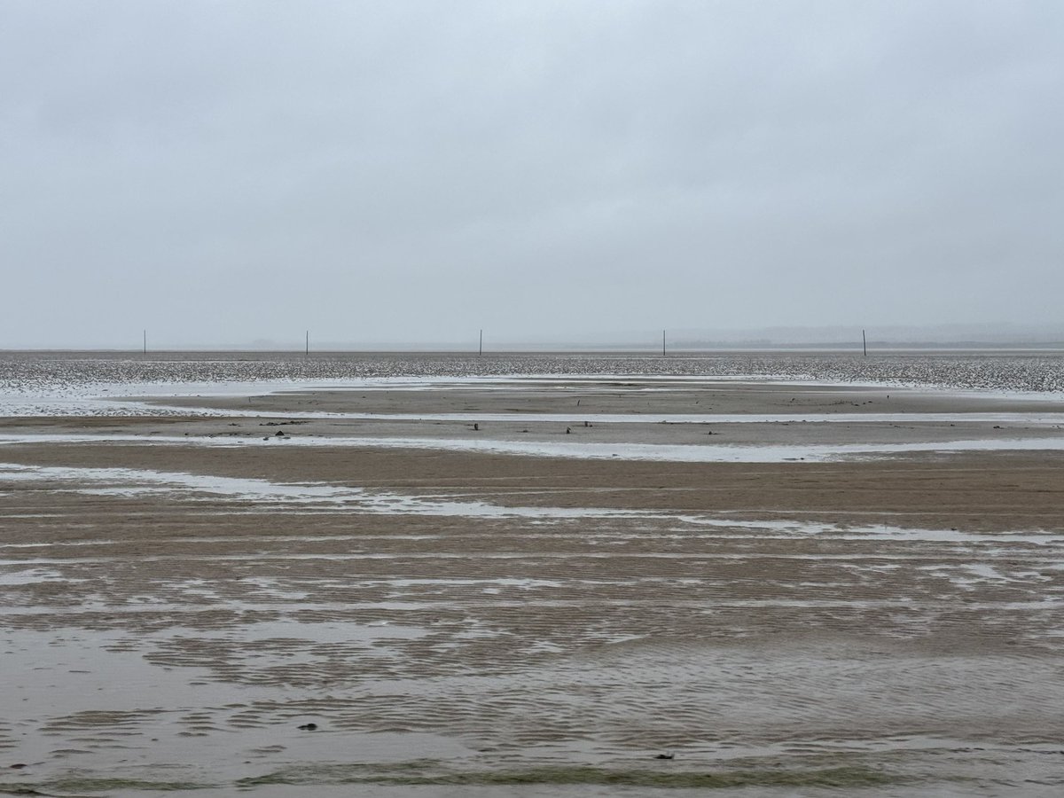 Truffles the Sheep tweet media