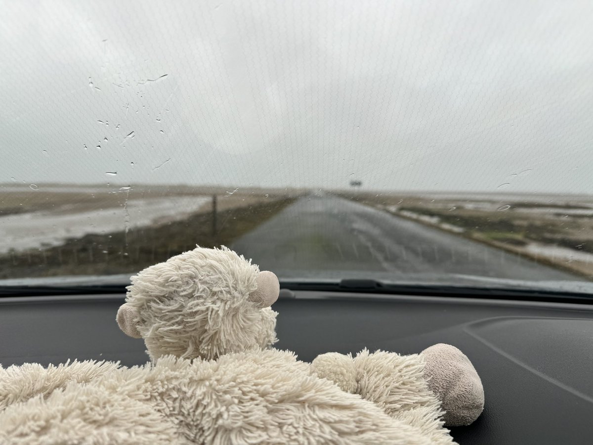 Truffles the Sheep tweet media