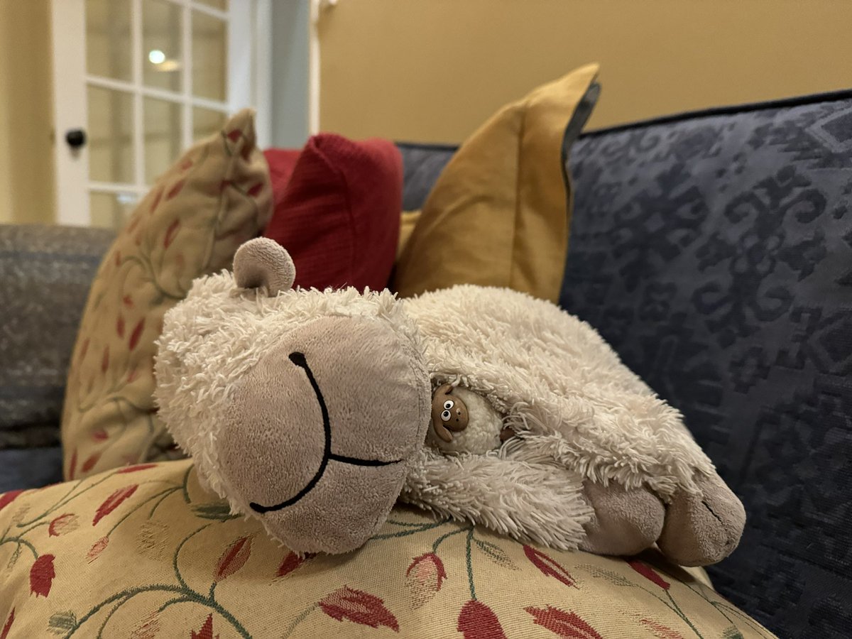 Truffles the Sheep tweet media