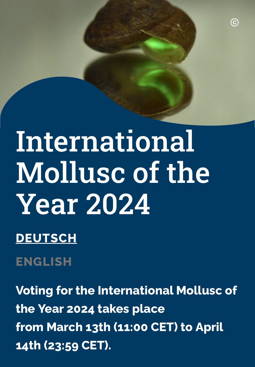 Amblema elliottii is a freshwater mussel in the family Unionidae only found in Alabama. The genus Amblema was once in the Black Warrior, but has not been seen alive for decades. Sequencing the genome of Amblema elliottii will aid its conservation. Vote: moty2024.senckenberg.science/en/