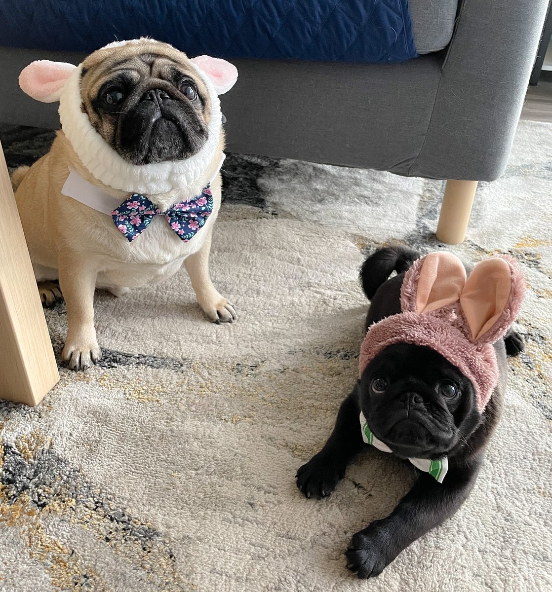 🌷🐰Happy Easter!🐰🌷
.
.
.
.
.
#easter #easterbunny #easterbunnies #pug #pugbunny #cutepug #cutepugpuppy #cutepuppy #puppy #pugpuppy