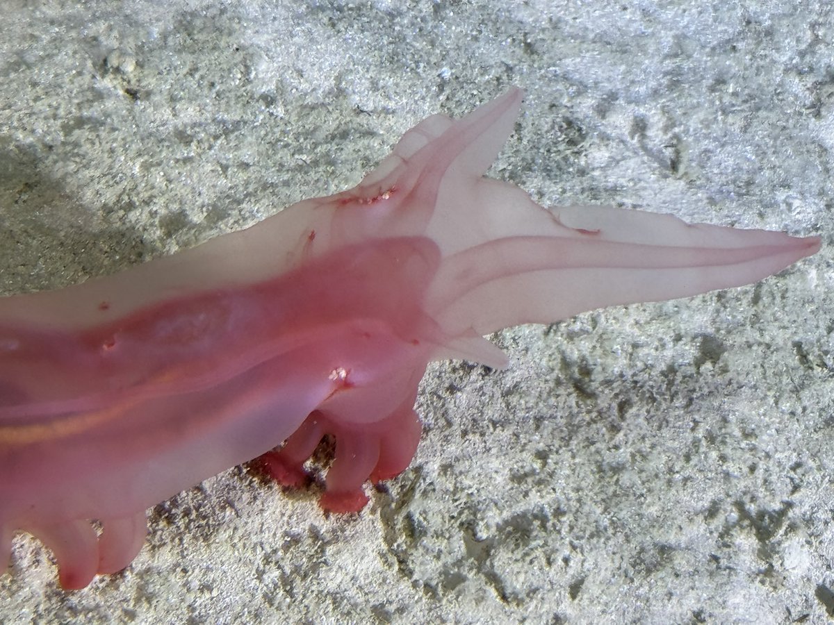 Some big holothurians from yesterdays dive to 4600m #inkfishexplore @deepseauwa