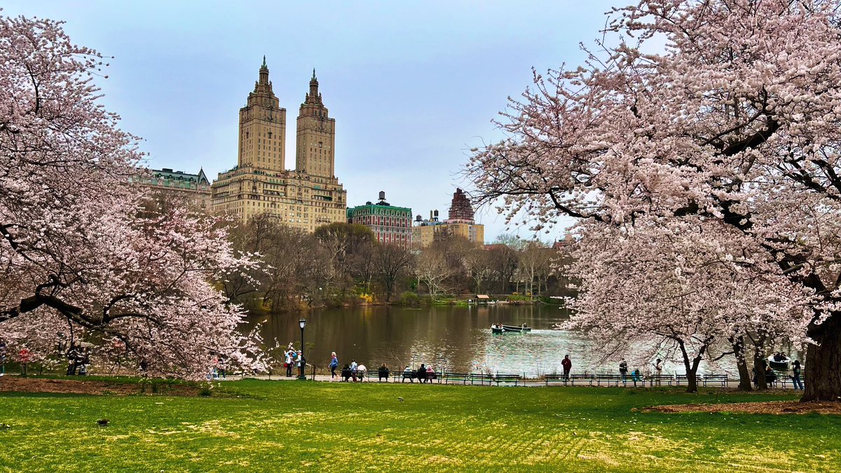 omardpal's tweet photo. Central Park looks so beautiful even on horrible weather days. 

#afternoonride #Spring #centralpark #NYCParks #CentralParkNYC #NYCViews #NYCPhotography #nbc4ny #abc7ny #fox5ny #imagesofnyc #newyork #ny1pic #picturesofnewyork #newyorkcity #nyc #nyc_explorers #cityscape https://t.co/eYiUmpW8Pd